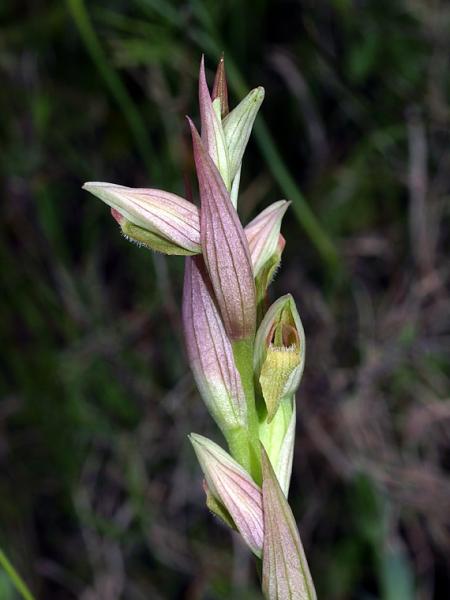 3-Copia di serapias-parviflora-X5096692.jpg